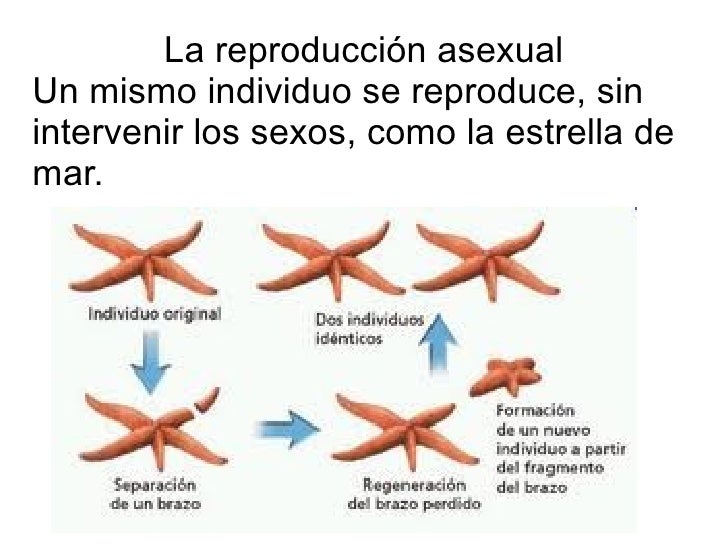 reproducen las sexualmente de se Como estrellas mar reproducen las sexualmente de se Como estrellas mar